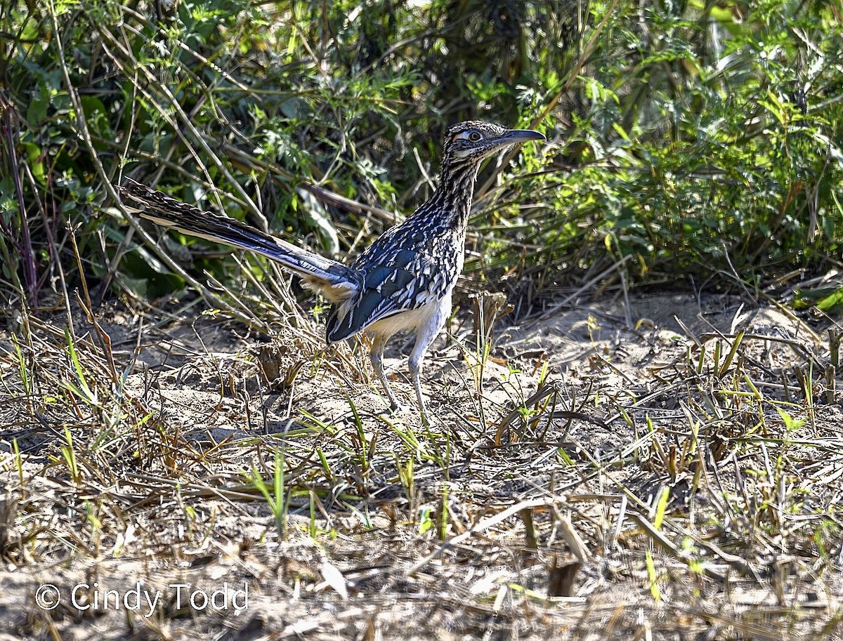 Greater Roadrunner - ML640109096