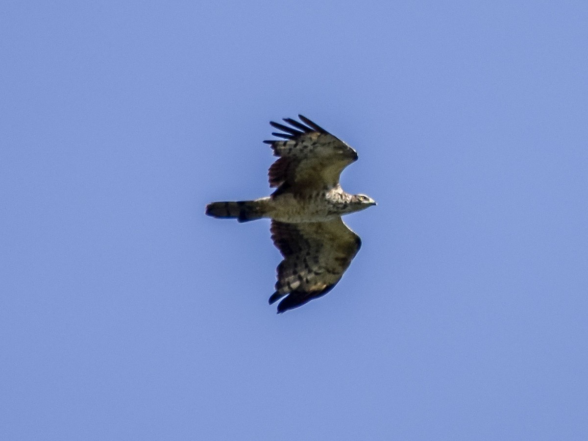 Oriental Honey-buzzard - ML640109103