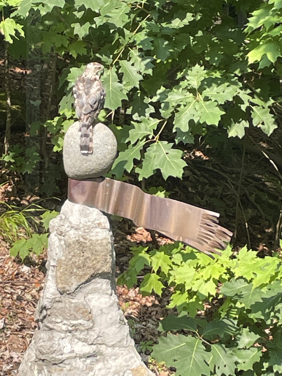 Cooper's Hawk - ML640109145