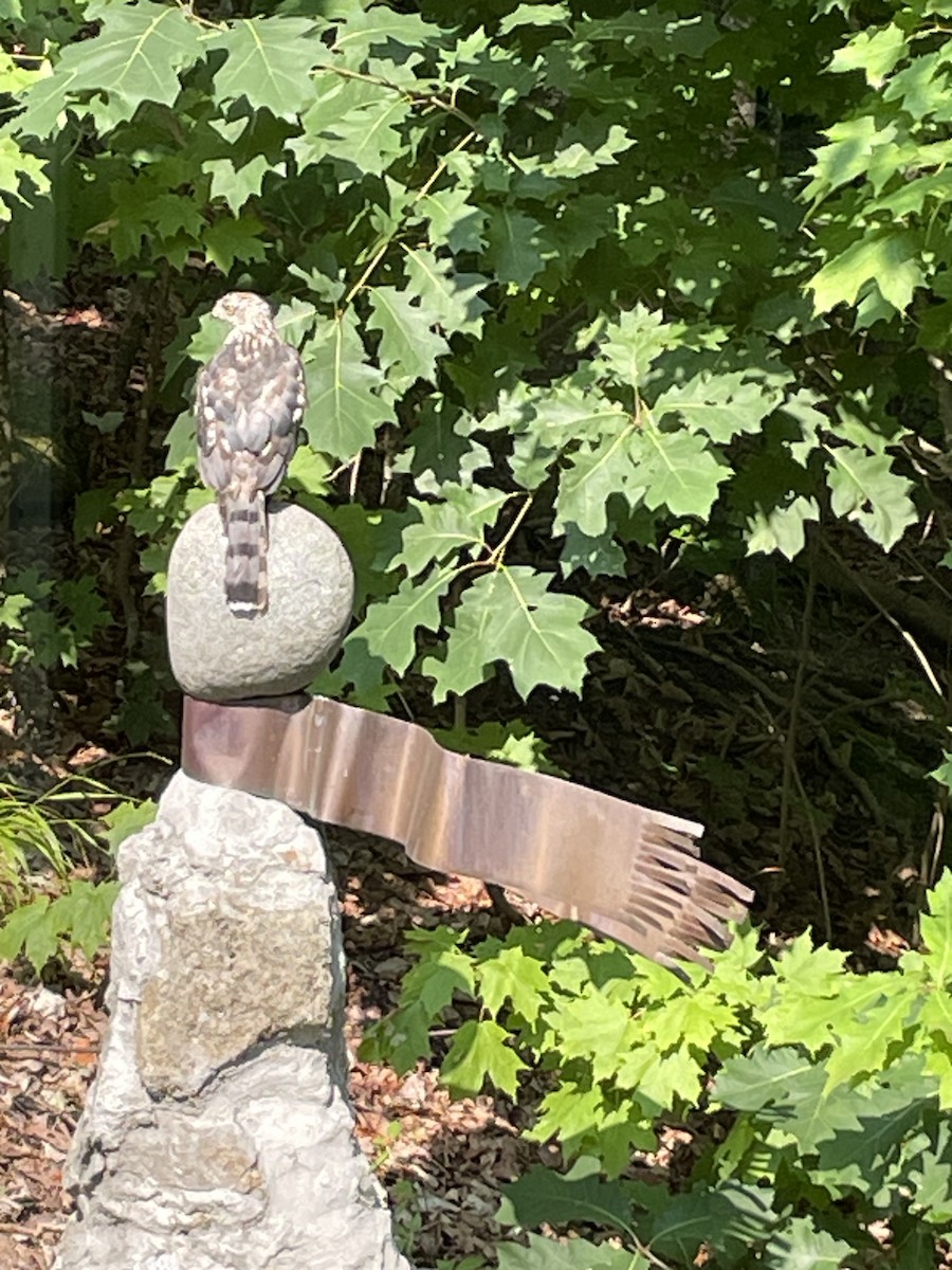 Cooper's Hawk - ML640109146