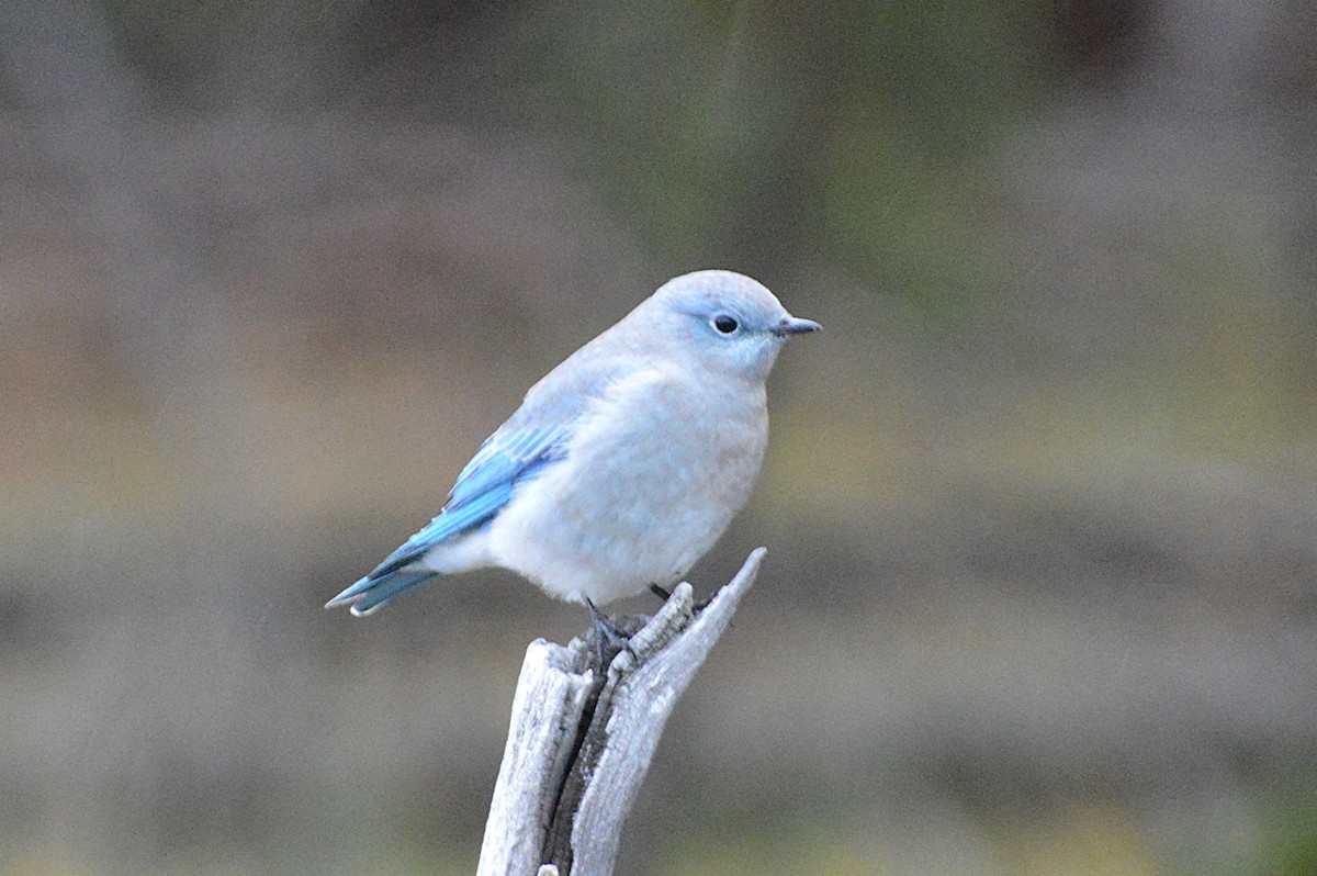 ムジルリツグミ - ML640109257