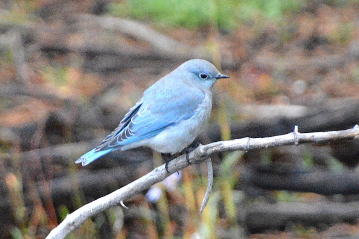 ムジルリツグミ - ML640109258