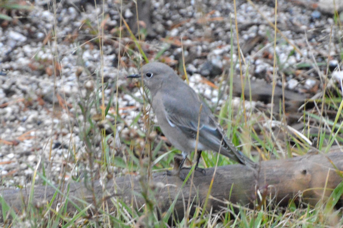 ムジルリツグミ - ML640109259