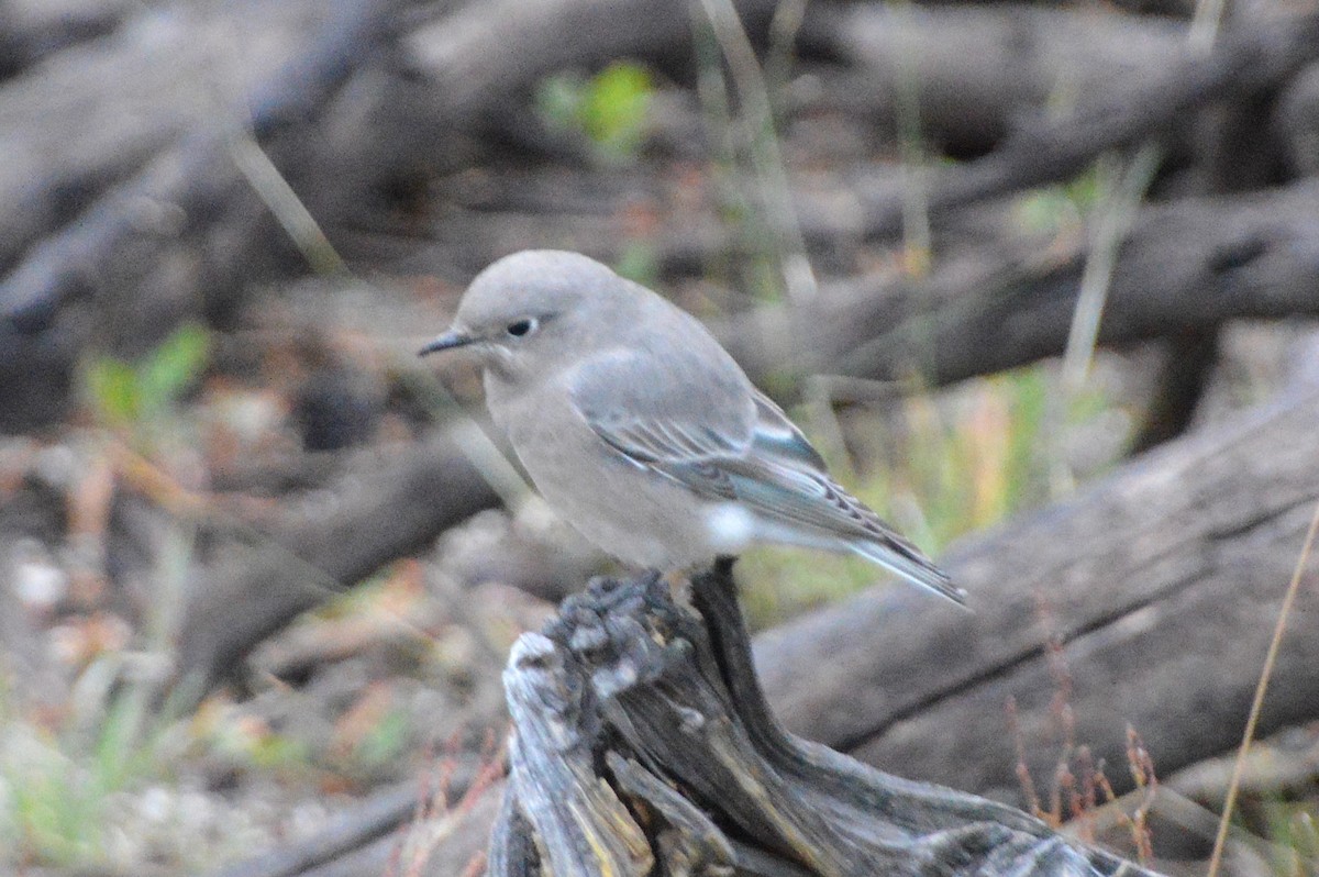 ムジルリツグミ - ML640109260