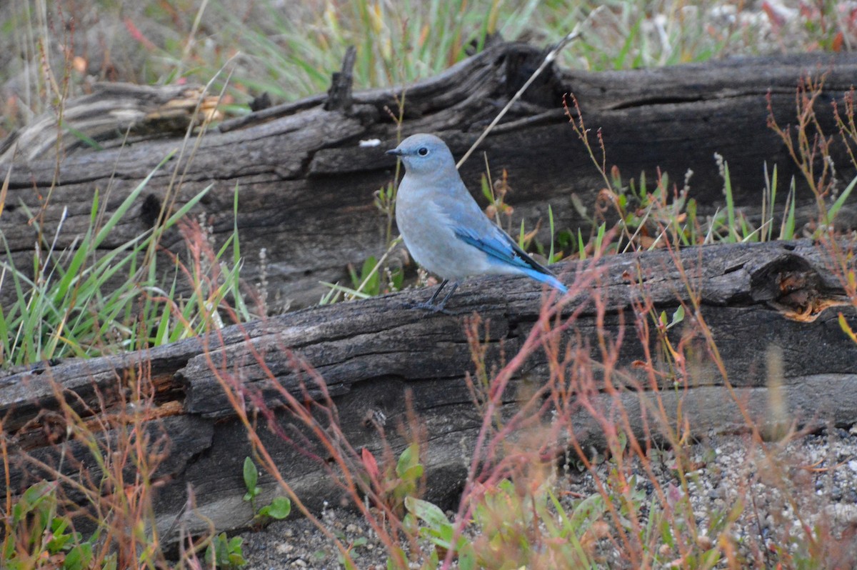 ムジルリツグミ - ML640109261