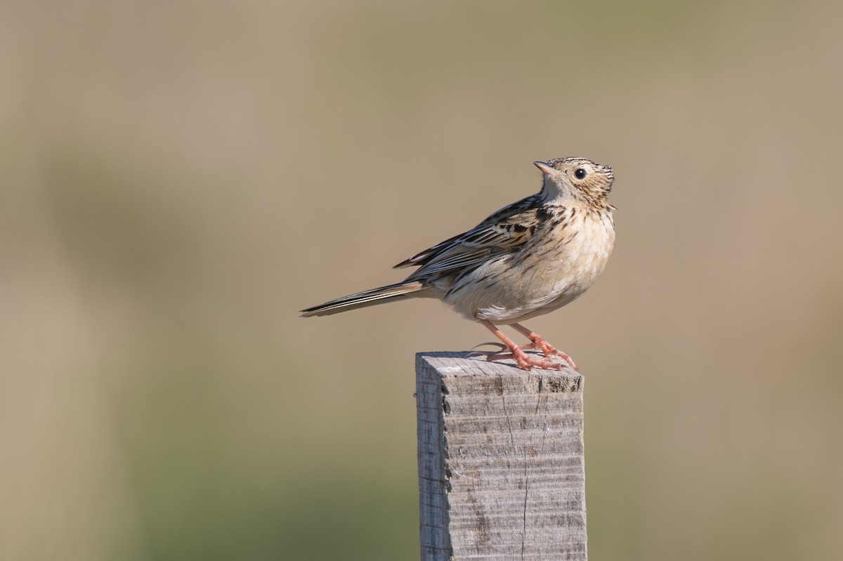 Hellmayr's Pipit - ML640109321
