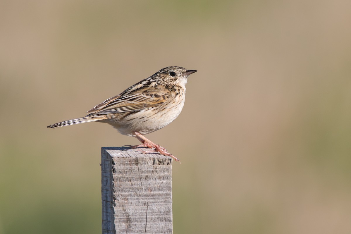 Hellmayr's Pipit - ML640109322