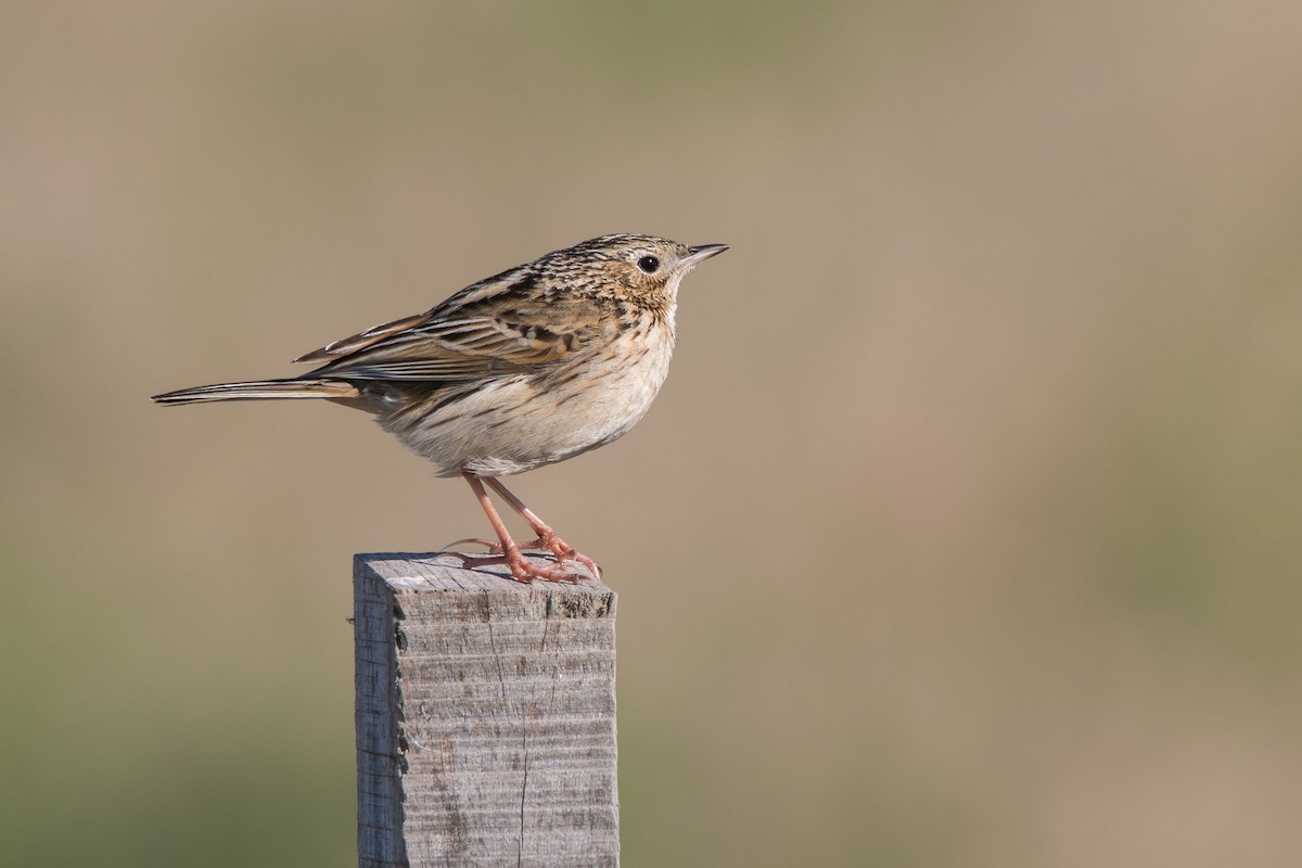 Hellmayr's Pipit - ML640109323