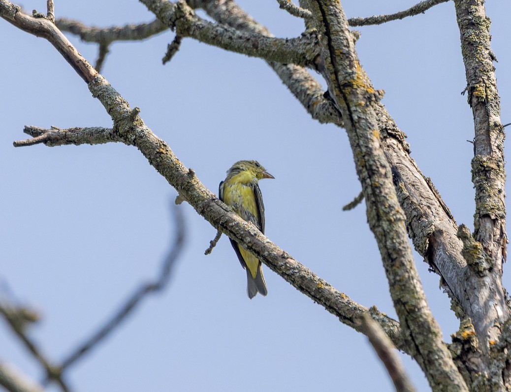 Піранга кармінова - ML640109427