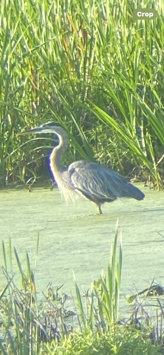 Great Blue Heron - ML640109613
