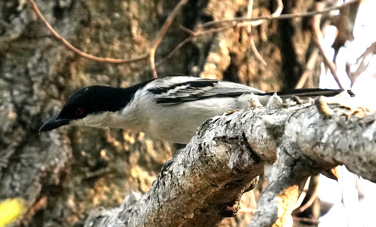 Black-backed Puffback (White-winged) - ML640109753