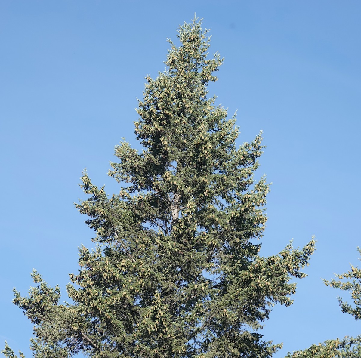 null - ML640109798