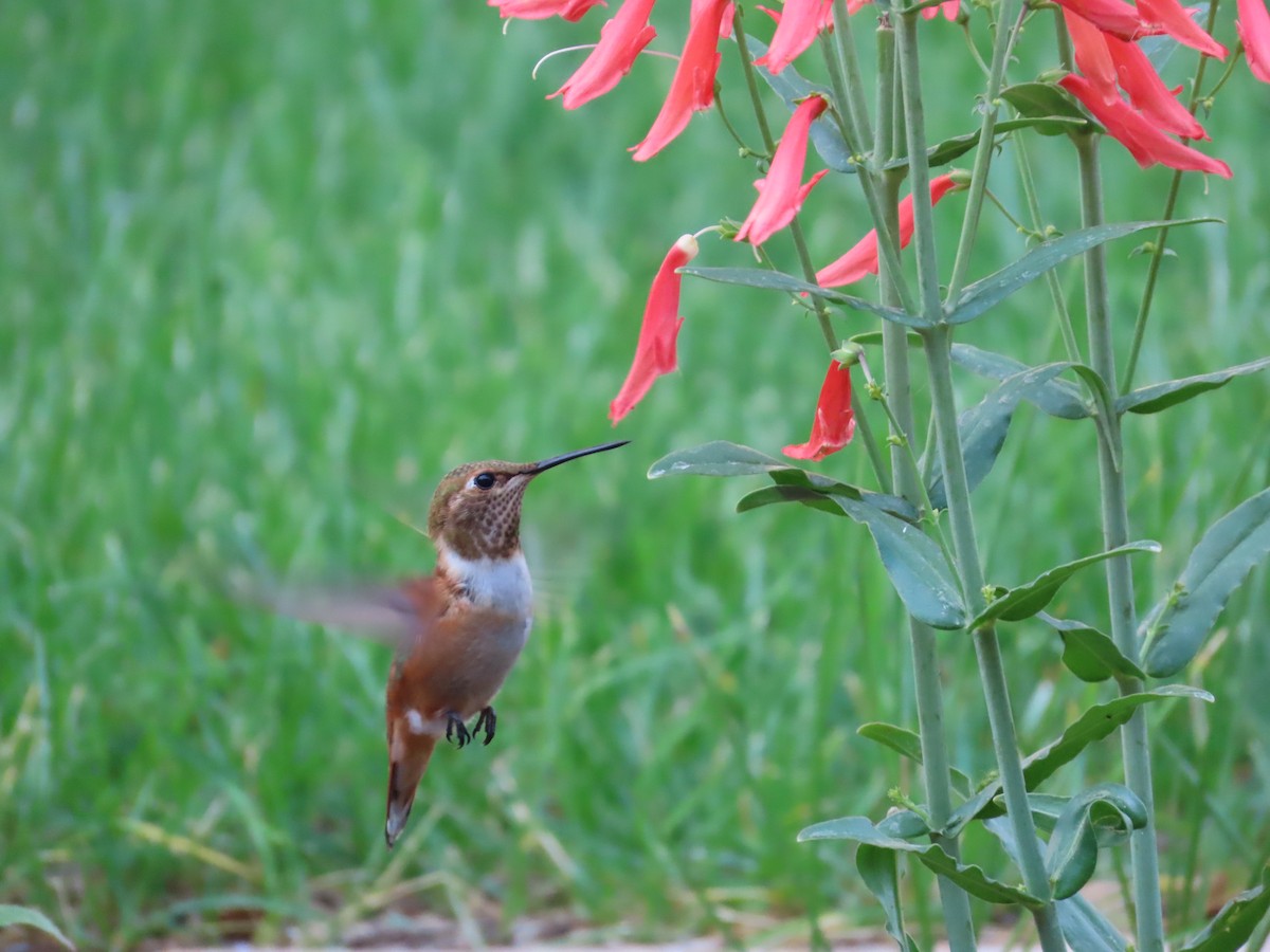 Rufous Hummingbird - ML640109842