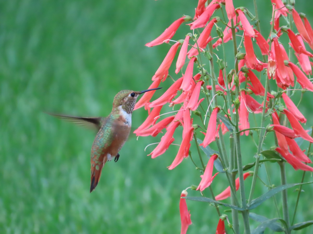 Rufous Hummingbird - ML640109843