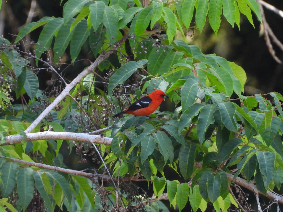 White-winged Tanager - ML640109887