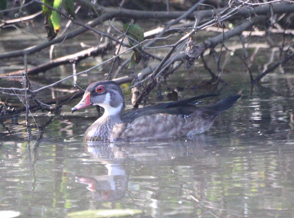 Wood Duck - ML640109899