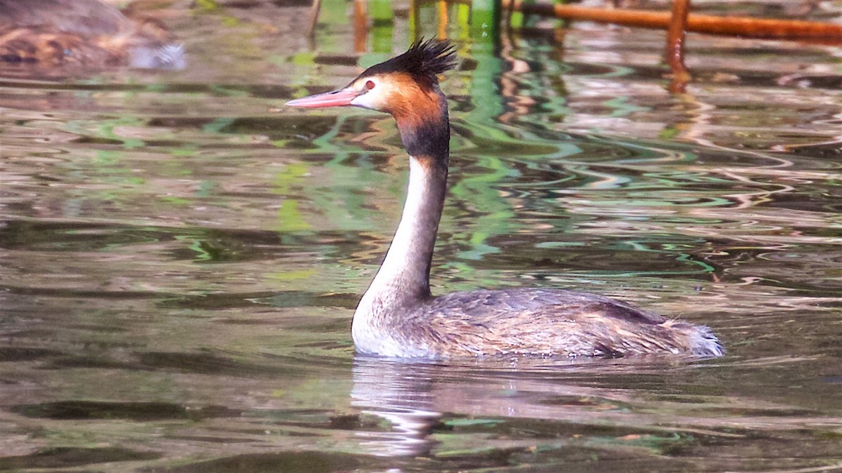 Grèbe huppé - ML640109949