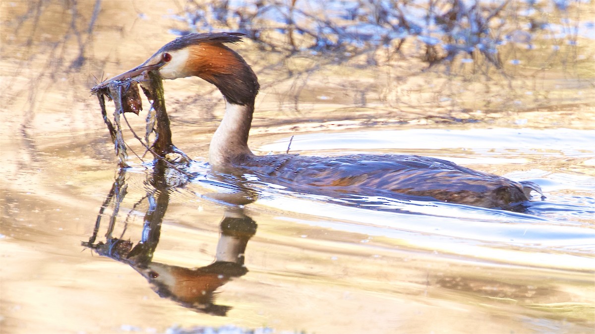 Grèbe huppé - ML640109950