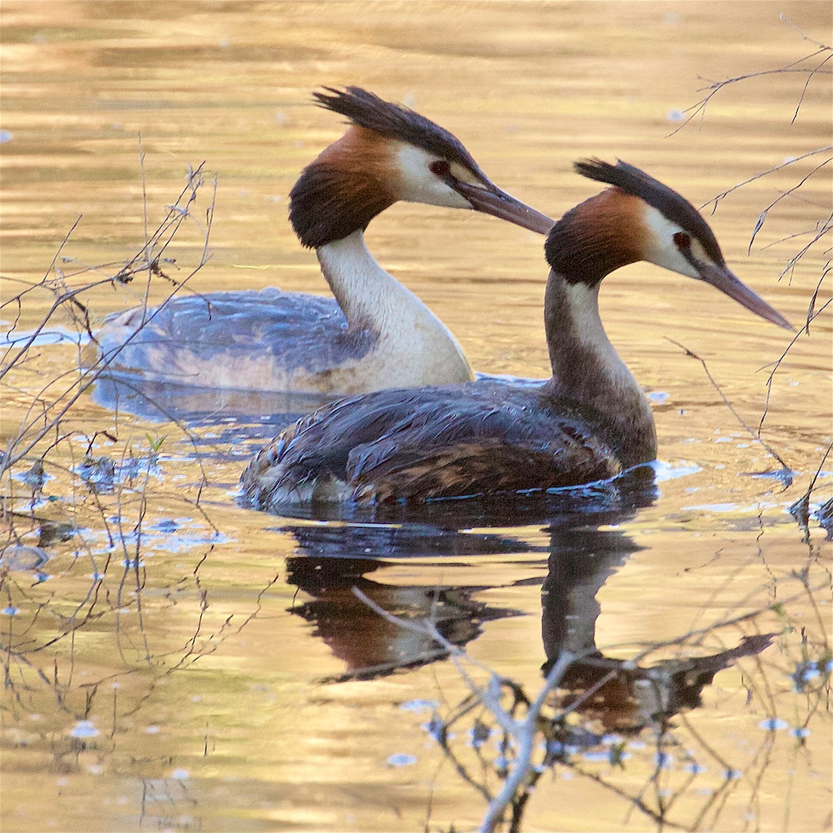 Grèbe huppé - ML640109951