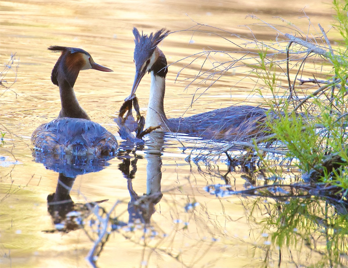 Grèbe huppé - ML640109952