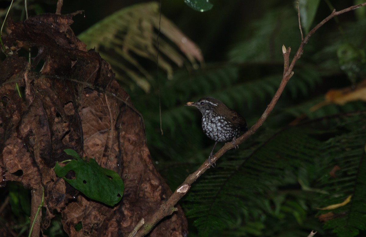 Sharp-tailed Streamcreeper - ML640110009