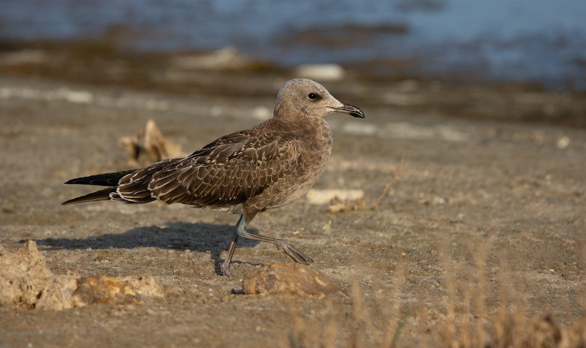 Audouin's Gull - ML640110169