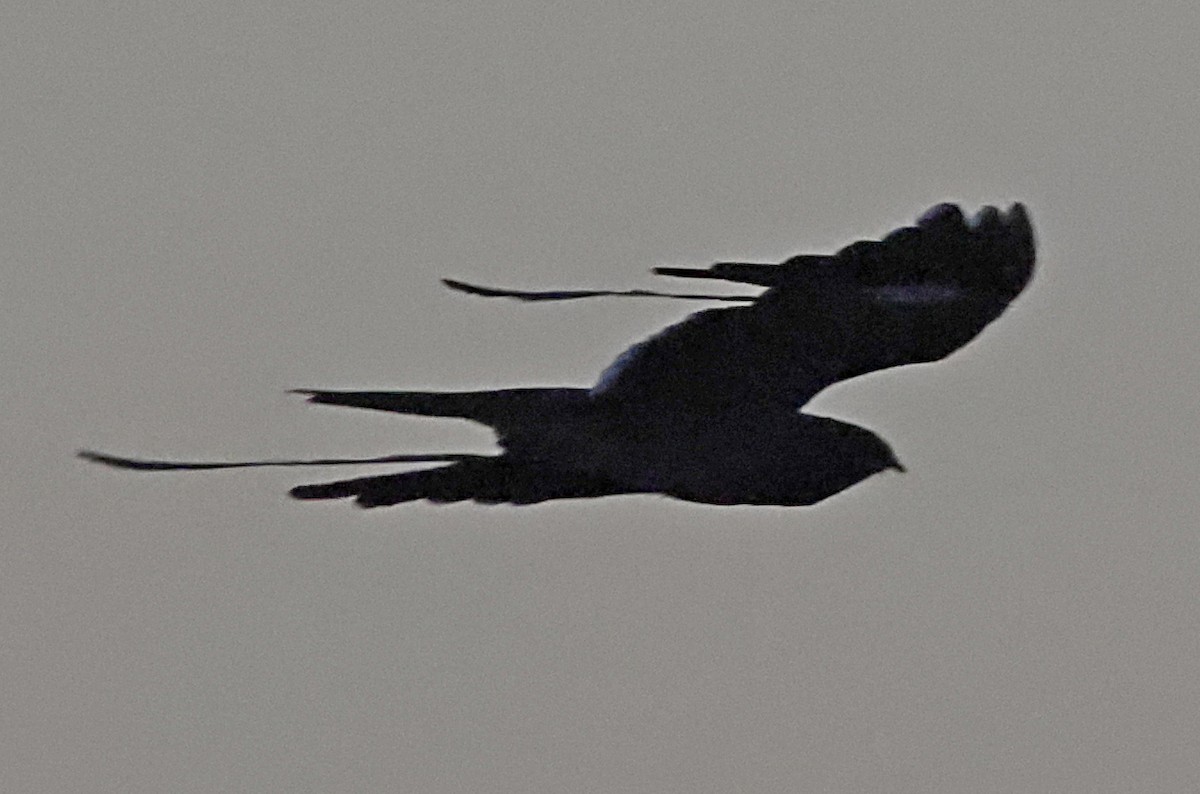 Pennant-winged Nightjar - ML640110178
