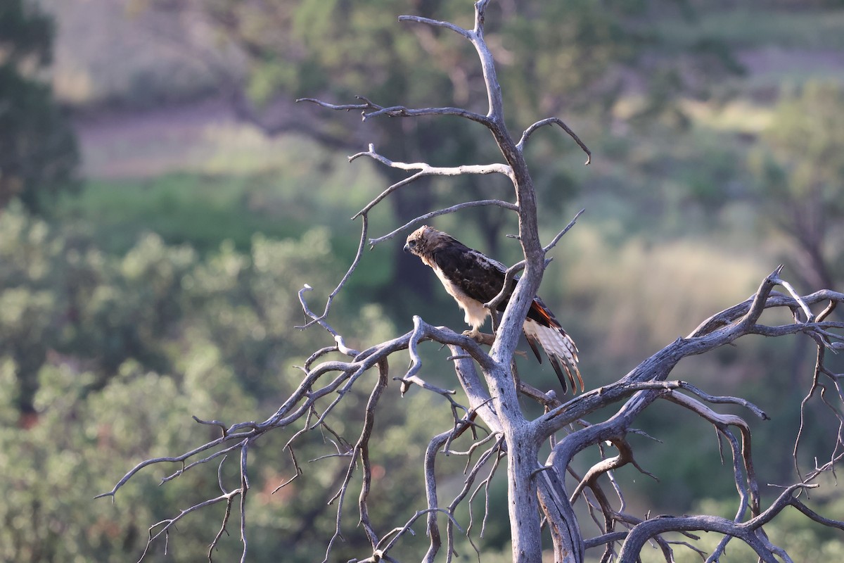 Red-tailed Hawk - ML640110204