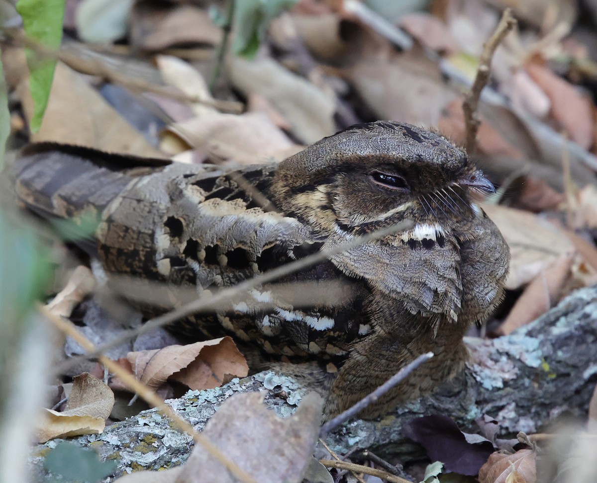 Fiery-necked Nightjar (Black-shouldered) - ML640110215