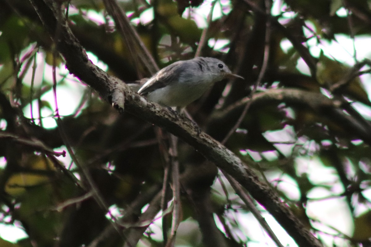 Blue-gray Gnatcatcher - ML640110286