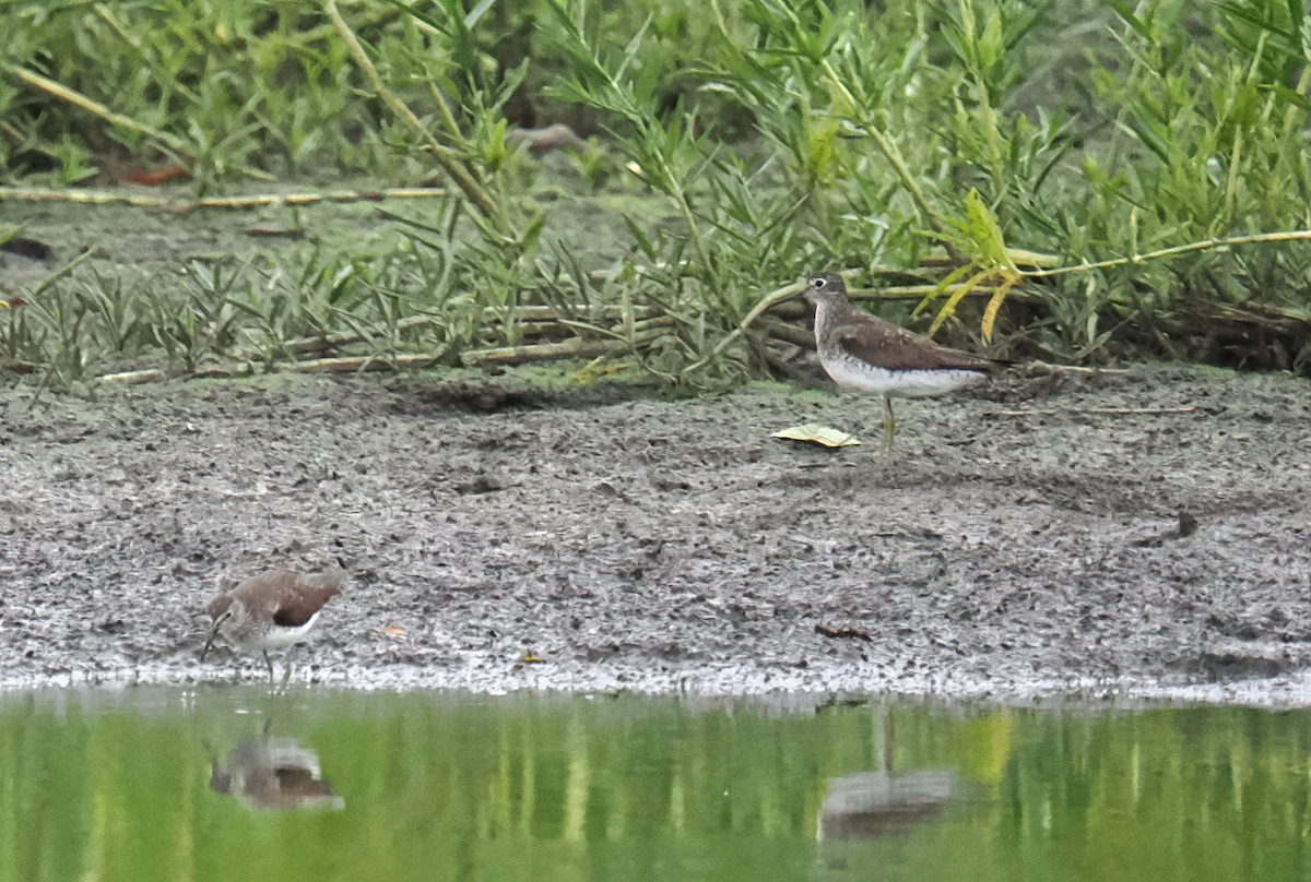 Einsiedelwasserläufer - ML640110292