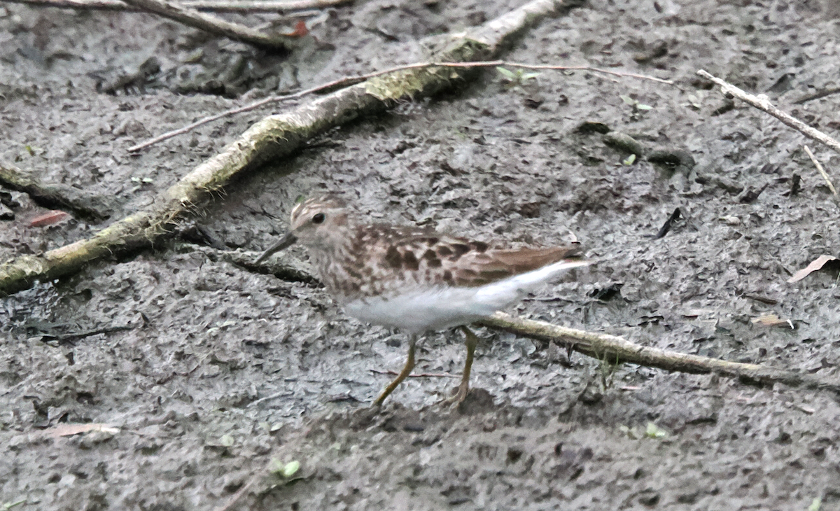 Wiesenstrandläufer - ML640110301