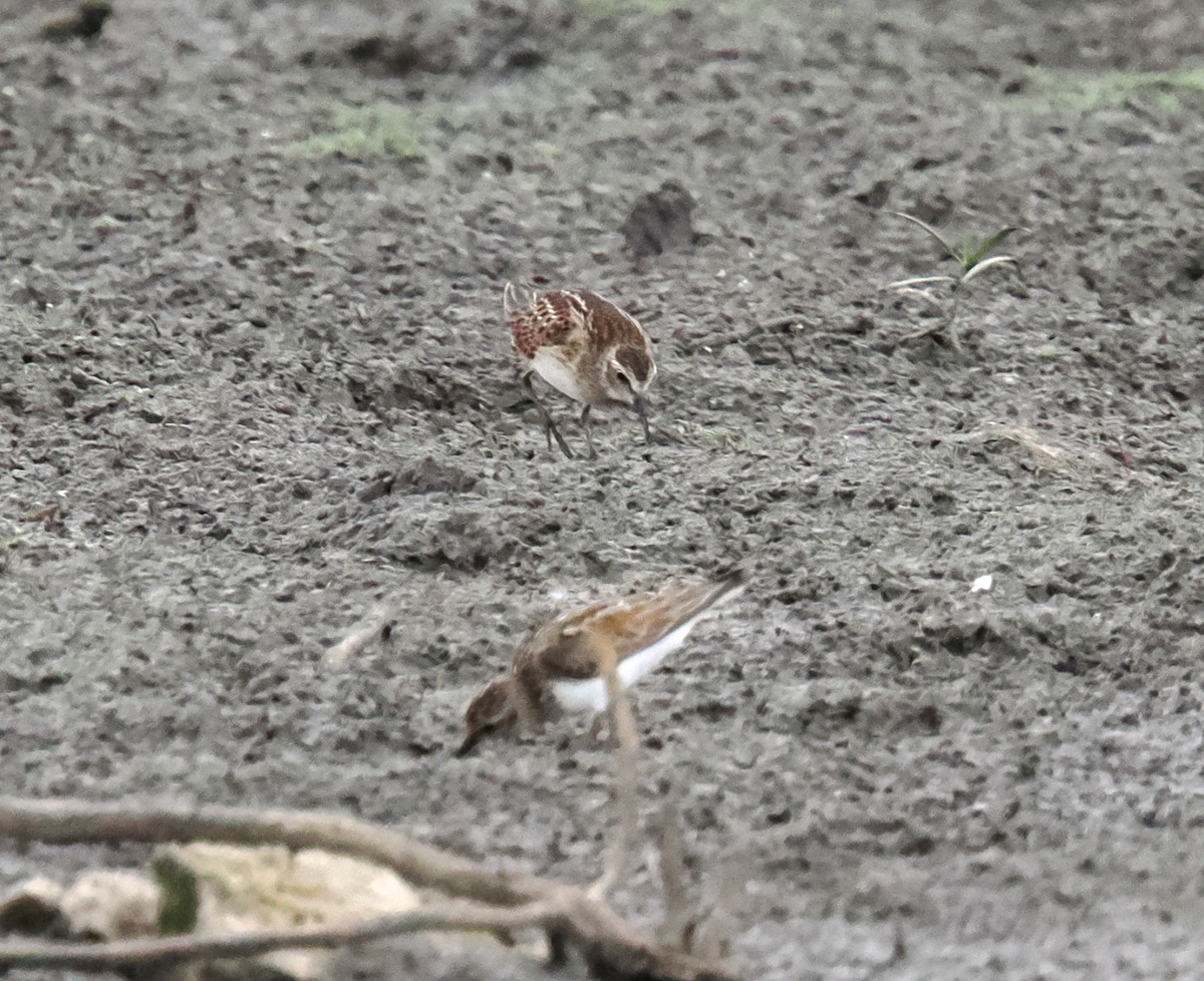 Sandstrandläufer - ML640110306
