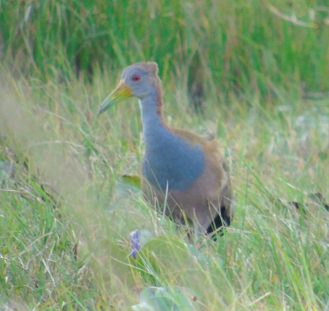 Giant Wood-Rail - ML640110324