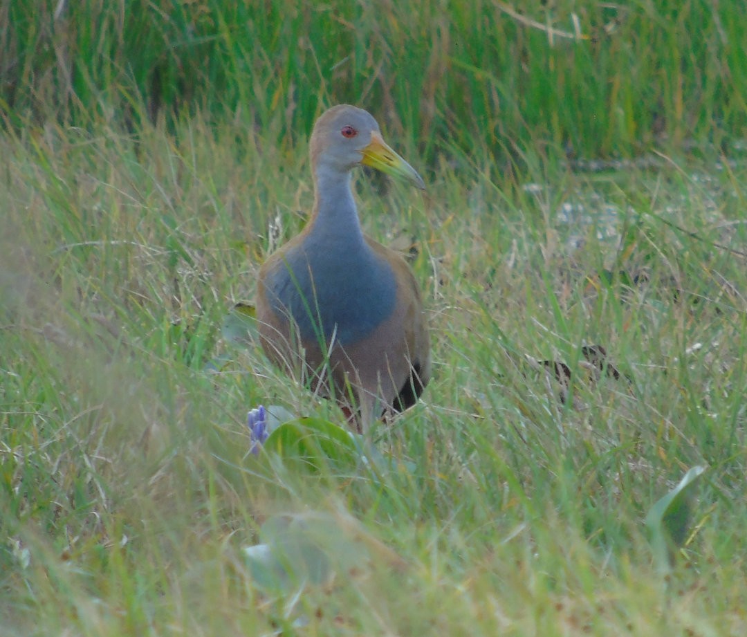 Giant Wood-Rail - ML640110325