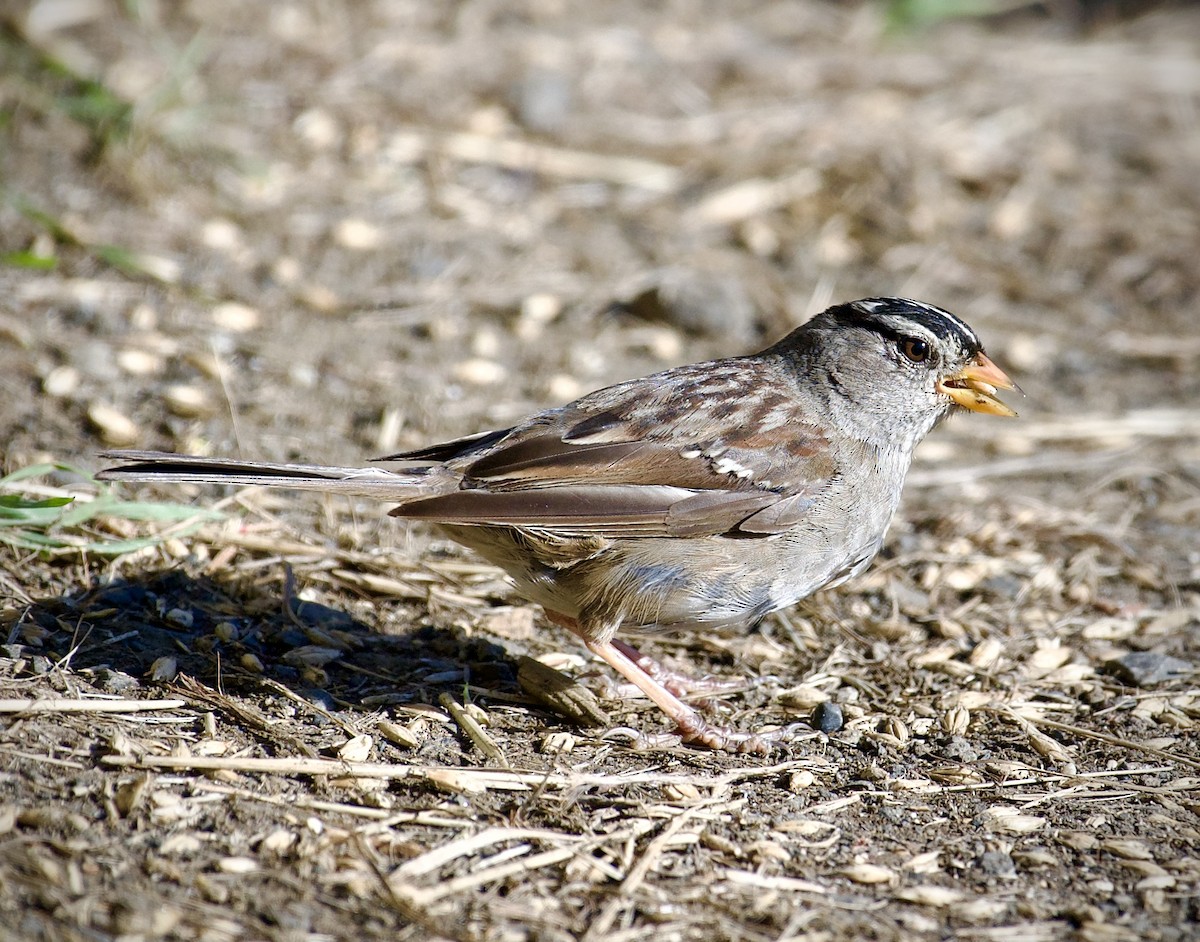 White-crowned Sparrow - ML640110362