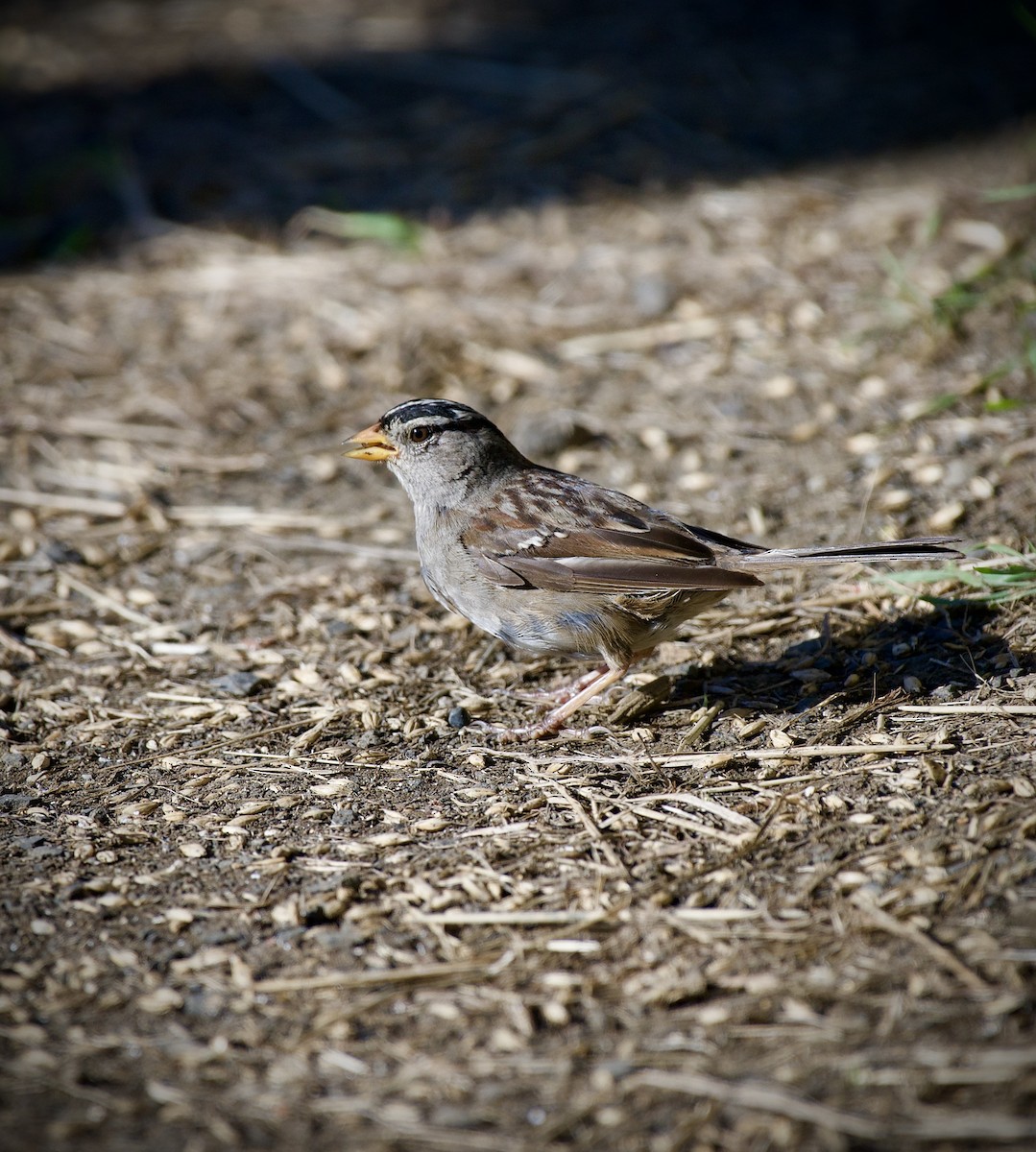 White-crowned Sparrow - ML640110363