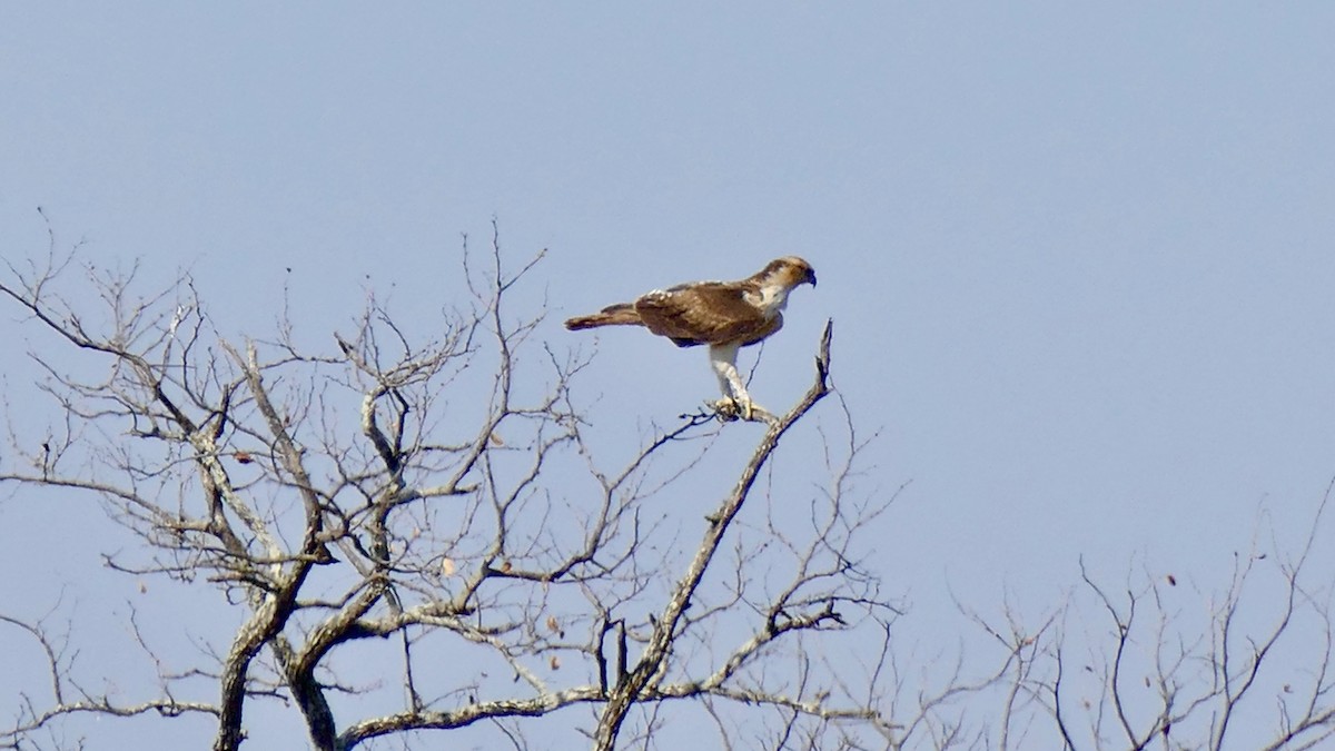 afrikahaukørn - ML640110412