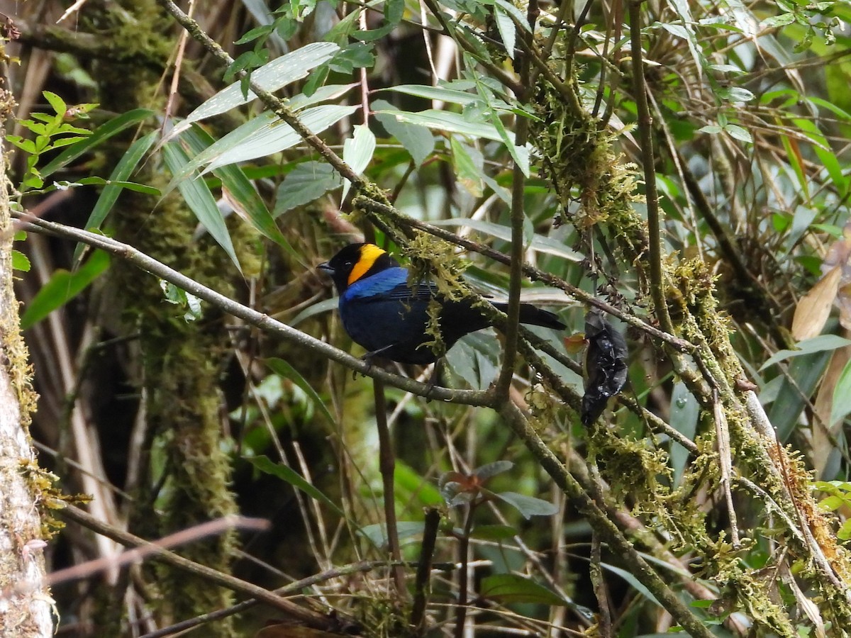 Yellow-scarfed Tanager - ML640110416