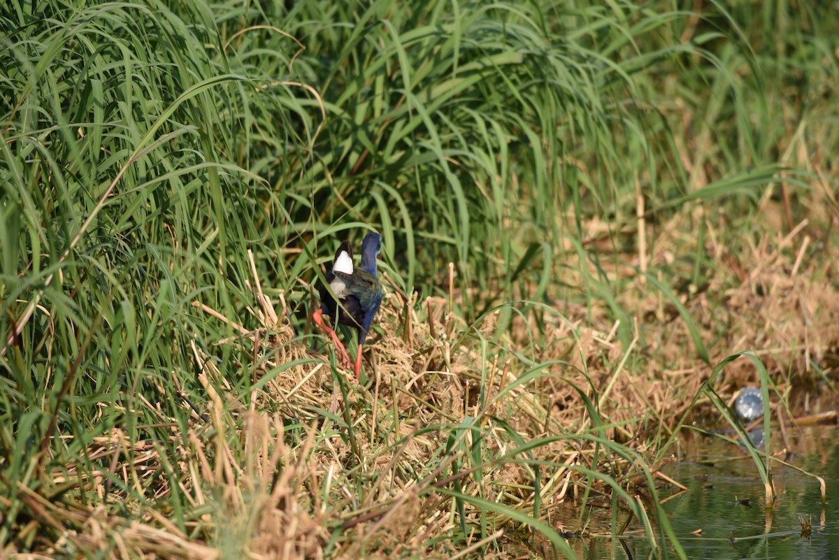 African Swamphen - ML640110418