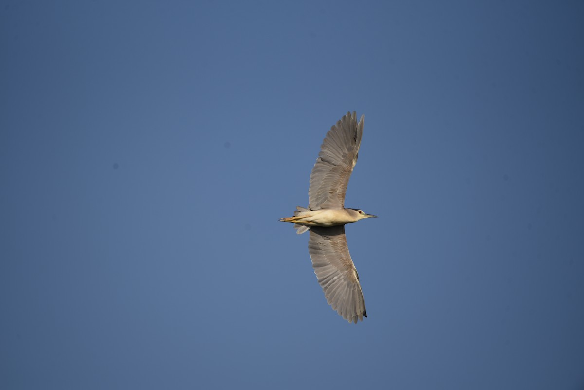 Black-crowned Night Heron - ML640110429