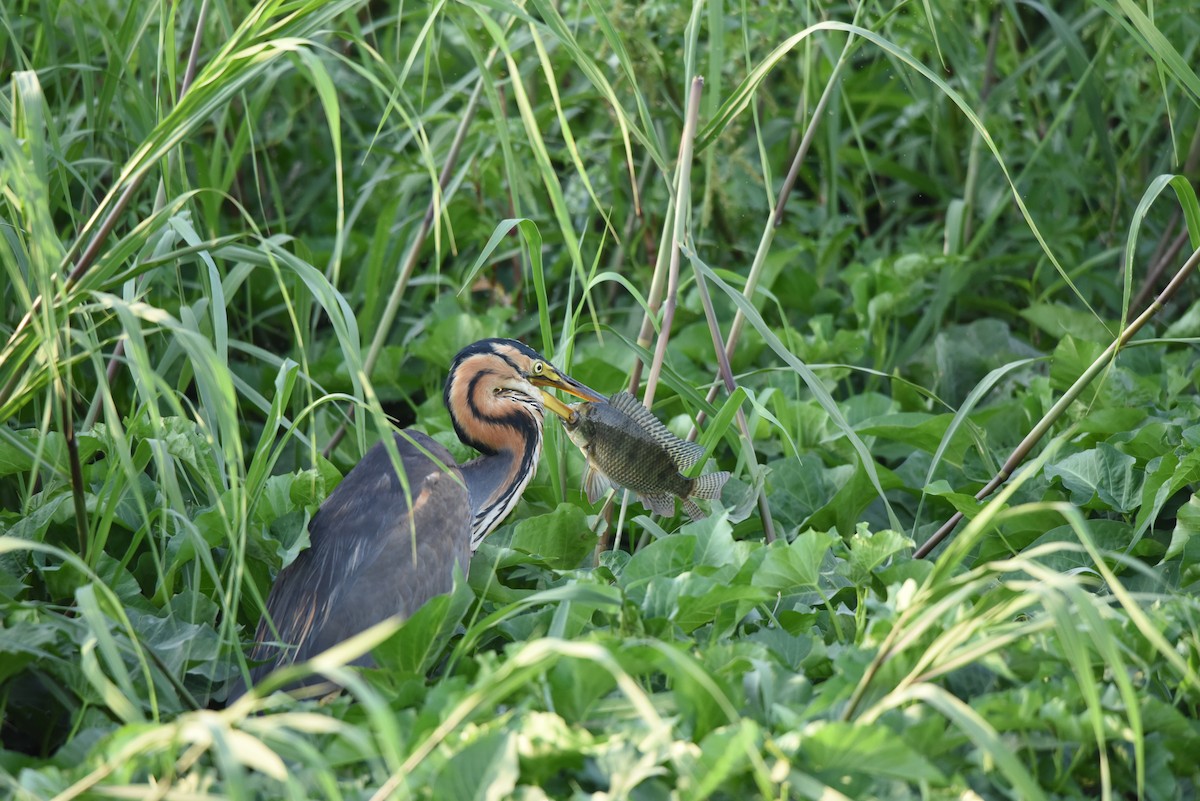 Purple Heron - ML640110444