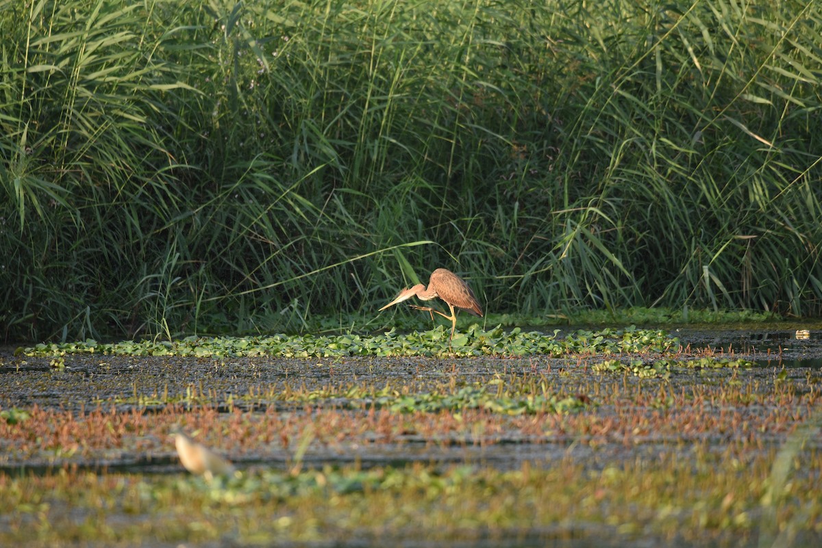Purple Heron - ML640110451