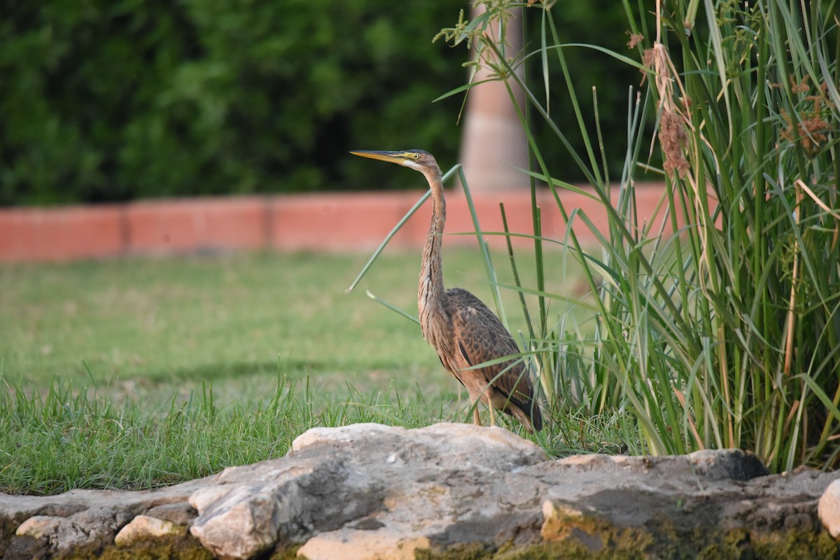 Purple Heron - ML640110452