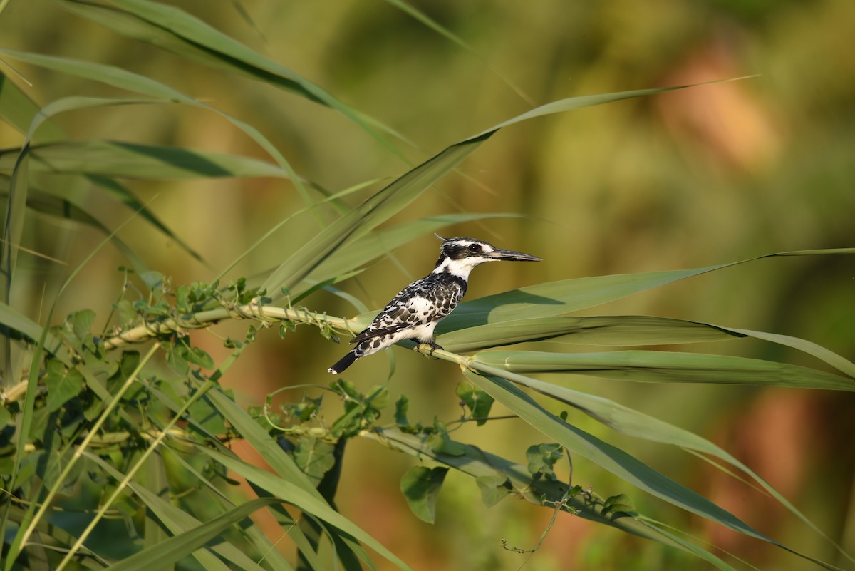 Pied Kingfisher - ML640110459