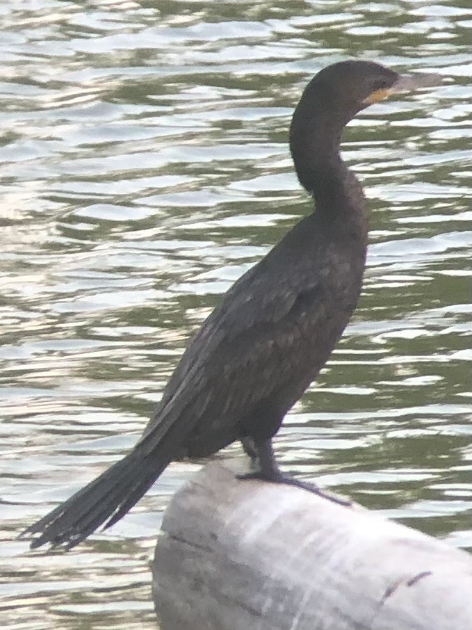 Neotropic Cormorant - ML640110505