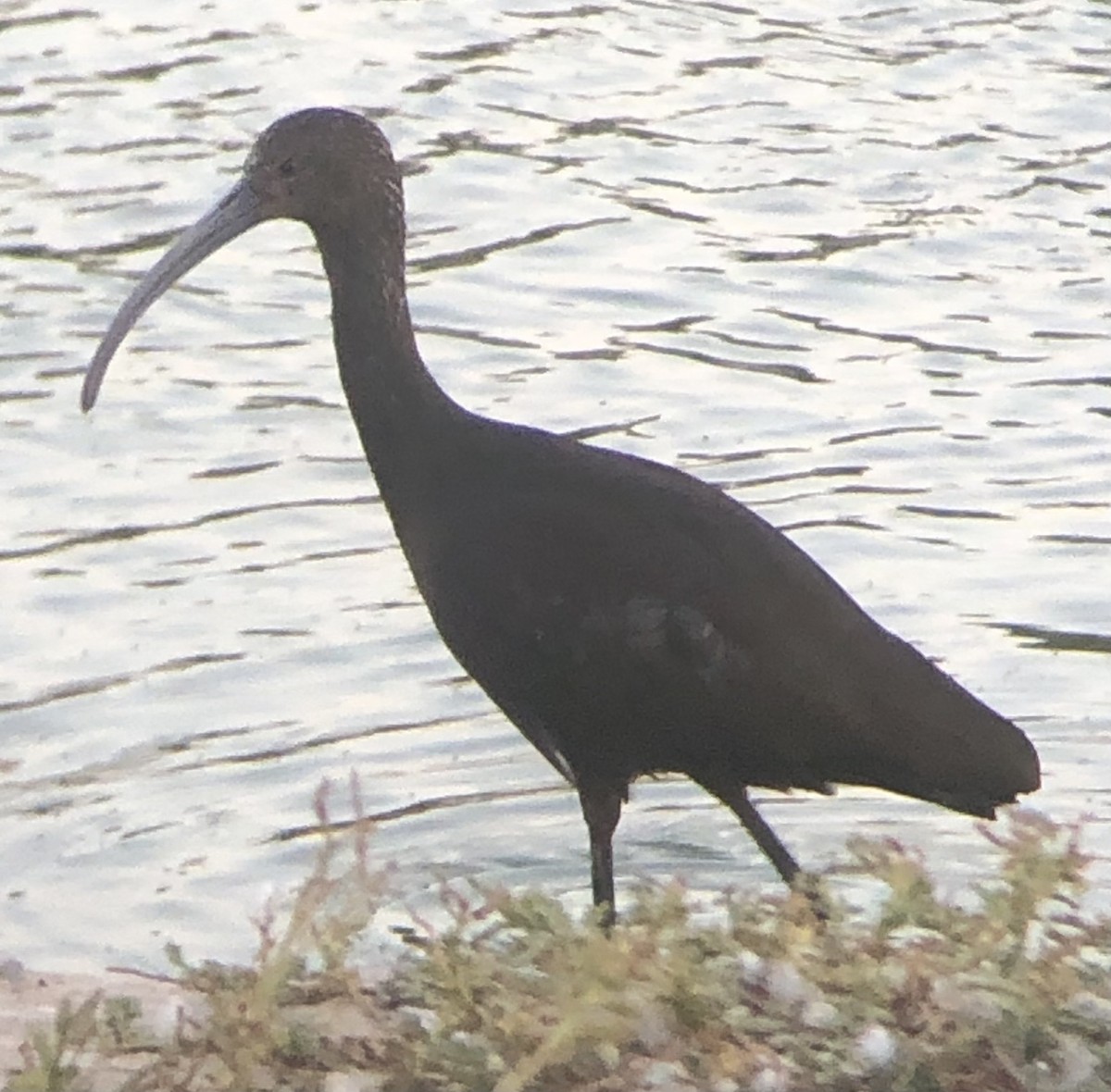 White-faced Ibis - ML640110511
