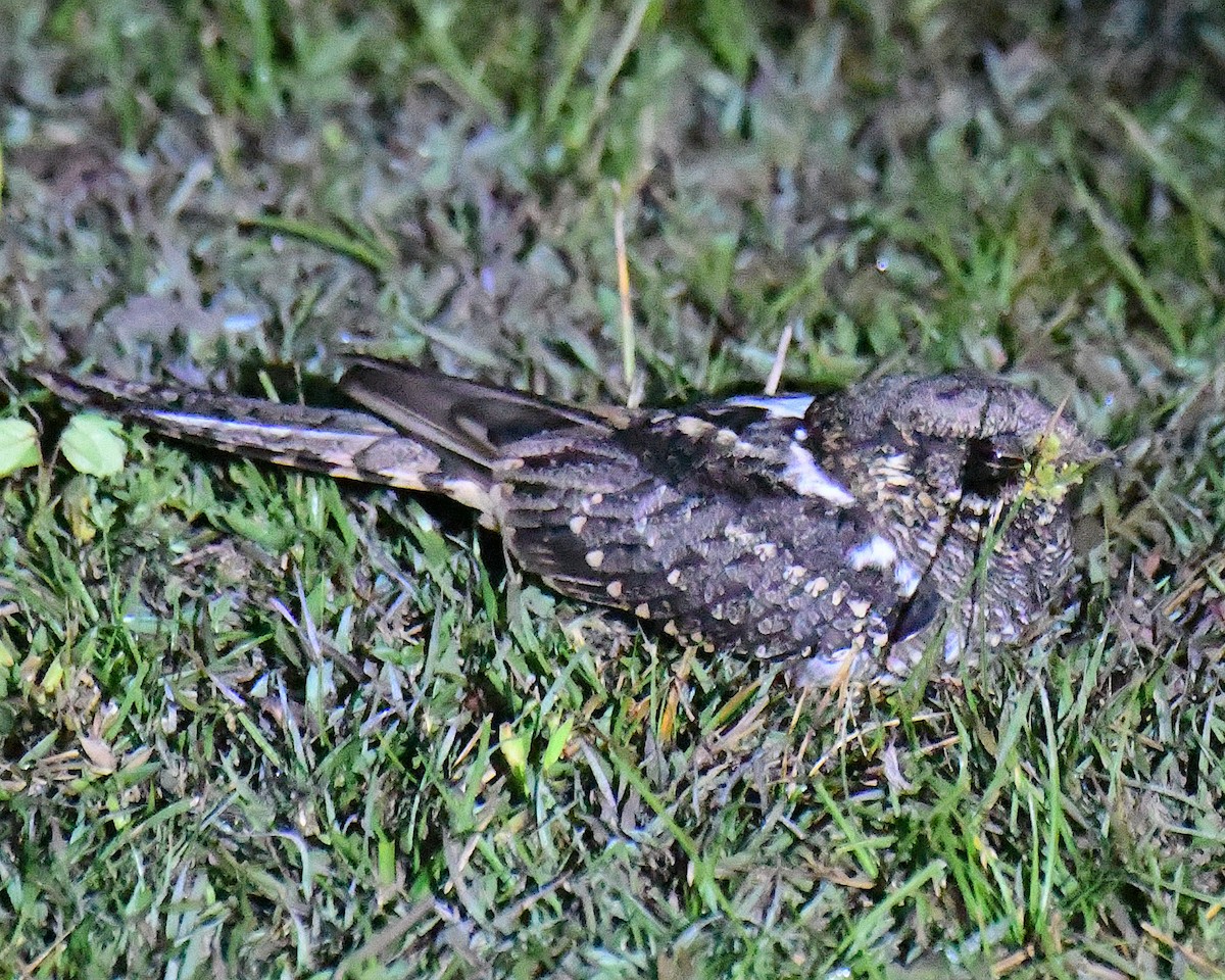 Scissor-tailed Nightjar - ML640110541
