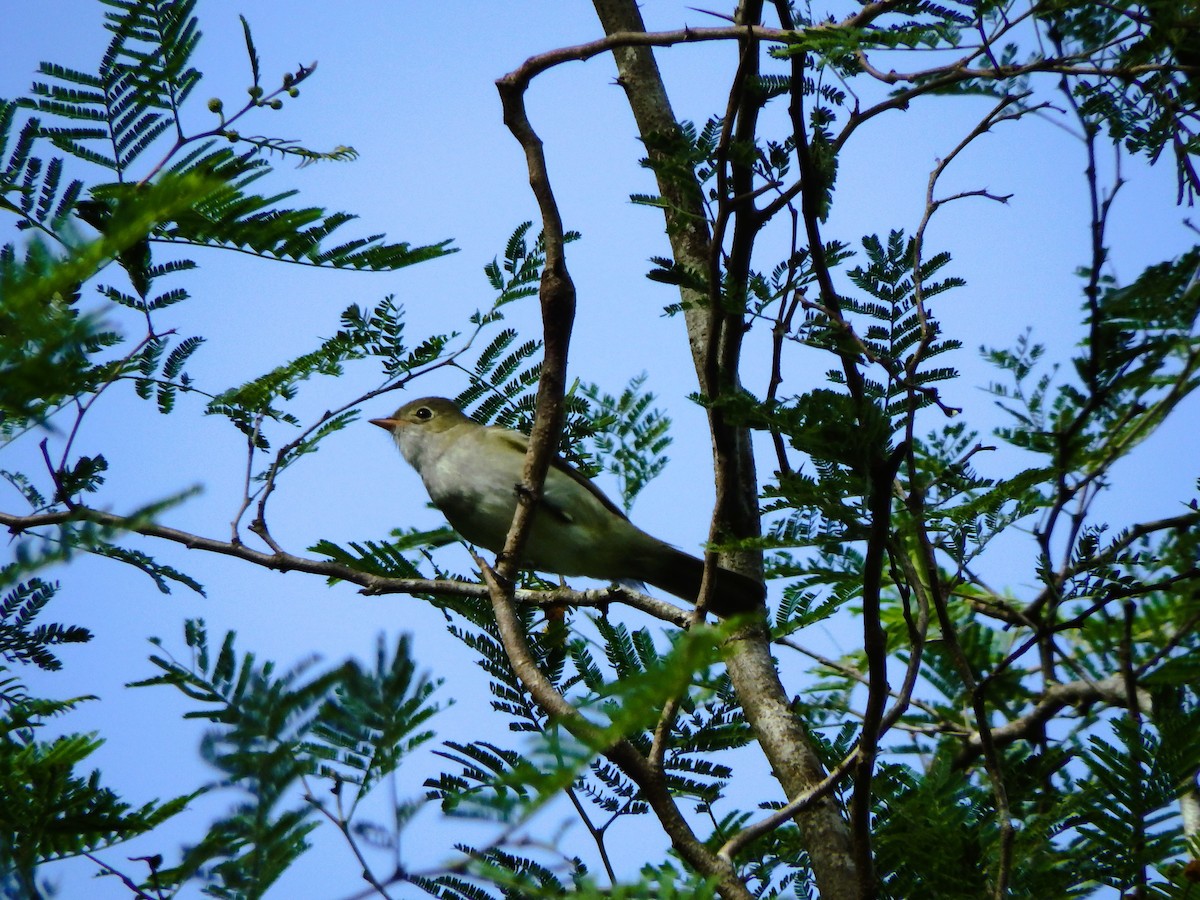 Small-billed Elaenia - ML640110604