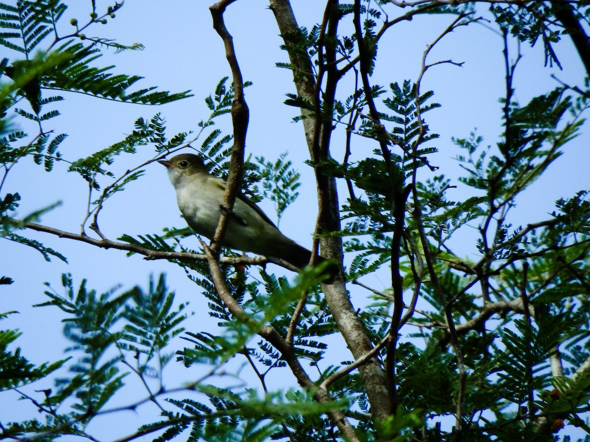 Small-billed Elaenia - ML640110607
